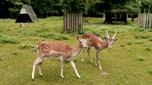 Tiergehege Bad Köstritz