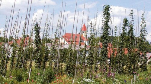 Nejmenší oblast pěstování chmelu na světě (Kleinstes Hopfenanbaugebiet der Welt)