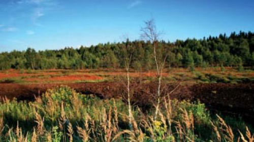 Krásenské rašeliniště