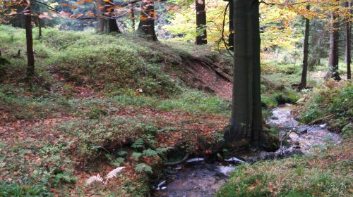 Naturpark Erzgebirge/ Vogtland