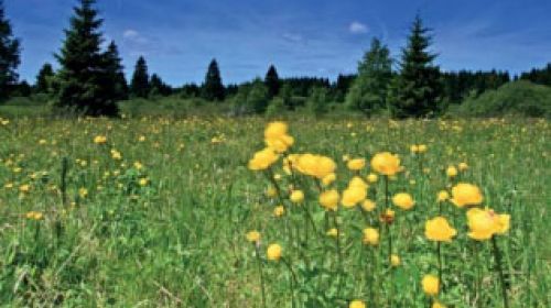 NPP Upolínová louka pod Křížky