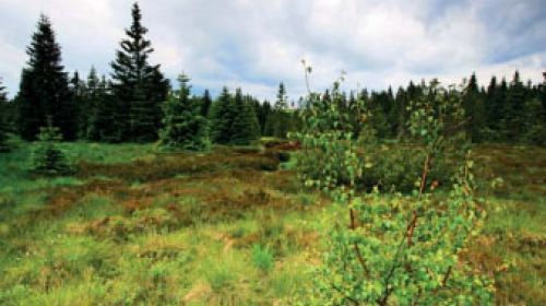 NPR Božídarské rašeliniště