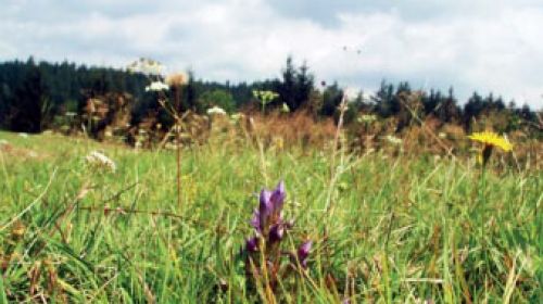 PP Hořečková pastvina na Pile