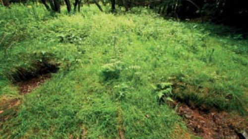 PP Milhostofské mofety