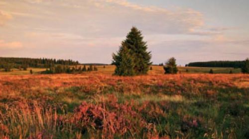 PP Přebuzské vřesoviště