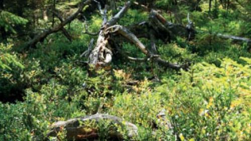 PP Rašeliniště Haar