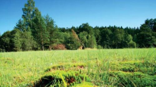 PR Hamrnický mokřad