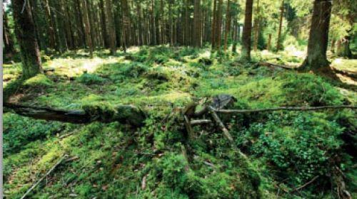 PR Křížový kámen