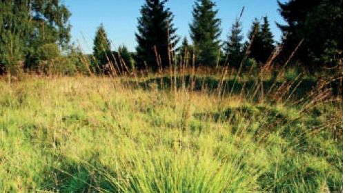 PR Mokřady pod Vlčkem